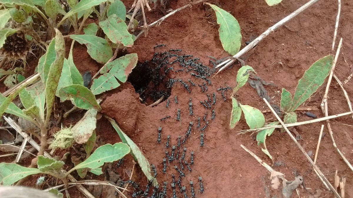 EnviroCare's tweet photo. Are you seeing more #ants this Spring? The heavy rain can quickly flood the nest and force the ants to escape to a dry shelter. Ants often resort to hiding in homes and buildings, entering through cracks in the walls or under a garage door that doesn’t fully close. #springpest https://t.co/vbfdZmAzpV