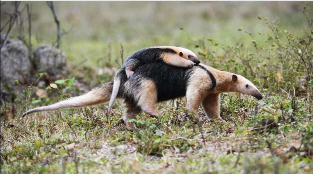 Güney Amerika'da bir tür karınca yiyen olan genç bir güney tamandua, yiyecek ararken annesinin sırtına biniyor.
