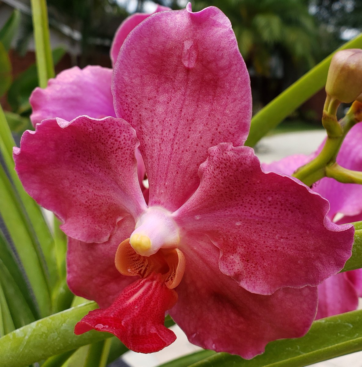 ConnieYurkus's tweet photo. Vanda Josephine Van Brero x Vanda Dr Anek These two came from #MotesOrchids. I ordered the semi-terete vanda package one time and I'm loving the huge flowers. #orchids #vanda #semiterete #flowers #tropicalplants https://t.co/wNw9GV1spy