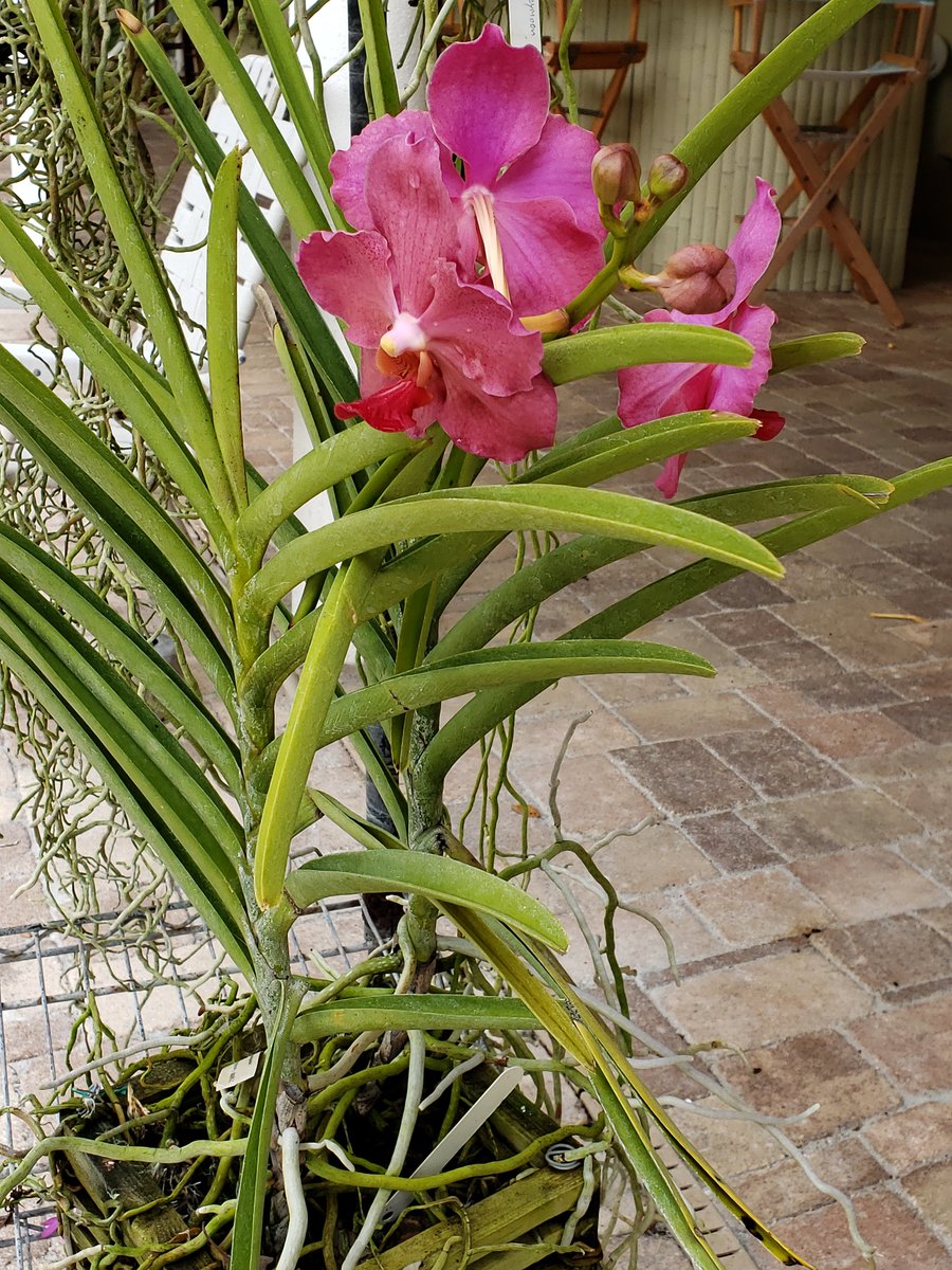 ConnieYurkus's tweet photo. Vanda Josephine Van Brero x Vanda Dr Anek These two came from #MotesOrchids. I ordered the semi-terete vanda package one time and I'm loving the huge flowers. #orchids #vanda #semiterete #flowers #tropicalplants https://t.co/wNw9GV1spy