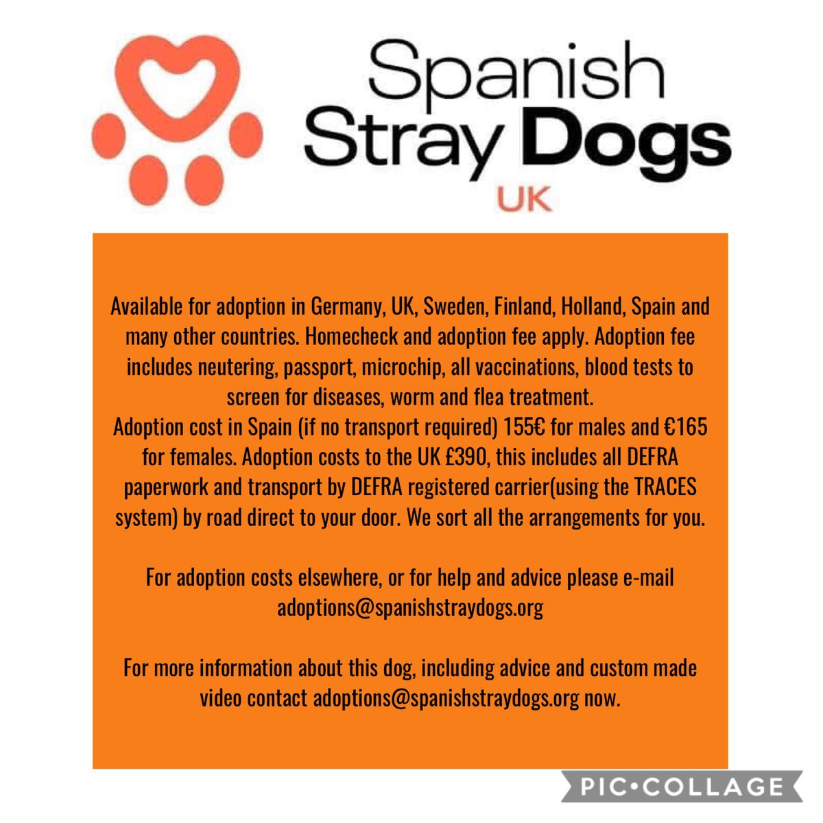 spanishstray's tweet photo. XIMEY - ANOTHER SAD CASE 

Male #Labrador x taken to pound by owner. Poor Ximey lived in a home for last 4 years, now been abandoned at pound. He’s so stressed, gone from warm home to wet concrete floor &amp; plastic bed. Please share him 🙏

Adoptions@spanishstraydogs.org

#K9Hour https://t.co/Y4koRzCcDQ