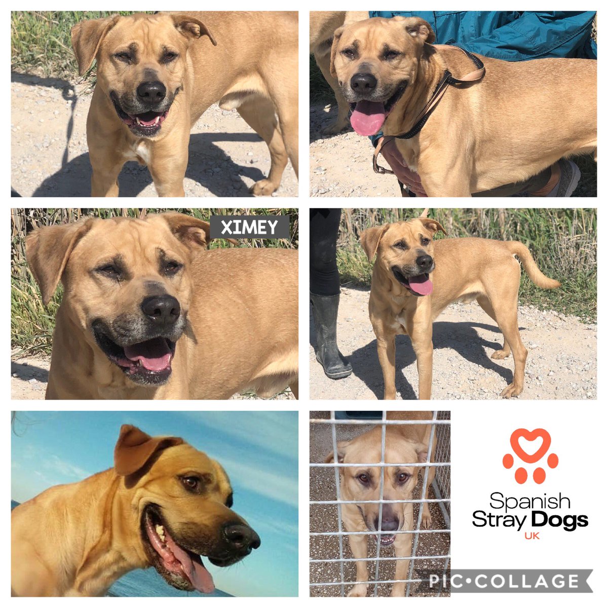 spanishstray's tweet photo. XIMEY - ANOTHER SAD CASE 

Male #Labrador x taken to pound by owner. Poor Ximey lived in a home for last 4 years, now been abandoned at pound. He’s so stressed, gone from warm home to wet concrete floor &amp; plastic bed. Please share him 🙏

Adoptions@spanishstraydogs.org

#K9Hour https://t.co/Y4koRzCcDQ