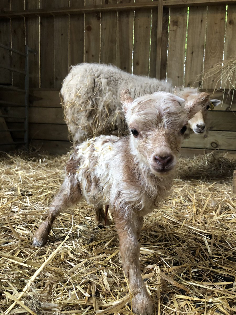 FarmNanny's tweet image. New arrival on the farm, born today Ouessant sheep are the smallest breed in the world #farm #farming #countryfile #ouessant #ouessantsheep @BBCLookNorth @BBCCountryfile