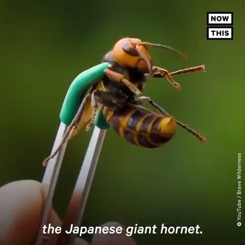 Coyote Peterson from BraveWilderness got stung by a murder hornet on
