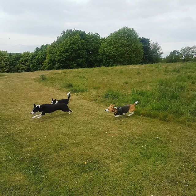 DarwinLeeds's tweet photo. Darwin had a great birthday play time with his mates today and even got some birthday treats from his dog walker 😋
.
.
.
#darwinleeds #dogfriends #dogpals #pals #playtime #friends #dogsthatplaytogetherstaytogether#doggang…

📸 https://t.co/39was07gAW via https://t.co/vQrUJWGINM https://t.co/r07gNC1TYE