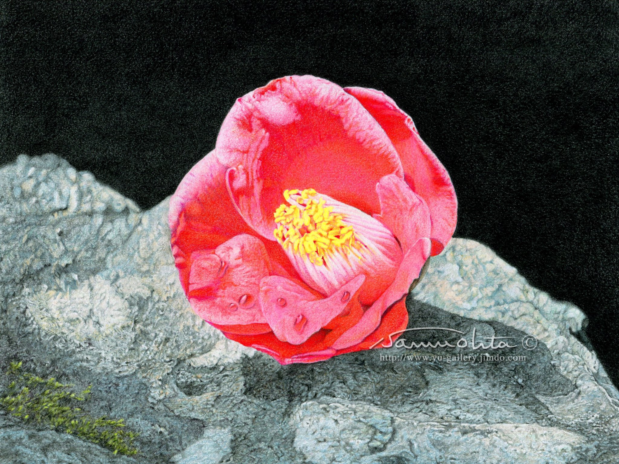 石周斎 Camilla Colored Pencil On Paper Size W24 6 H19 8 落椿 色鉛筆画 岩肌を描くのに手こずりましたが ようやく仕上がりました 椿 Camilla 色鉛筆画