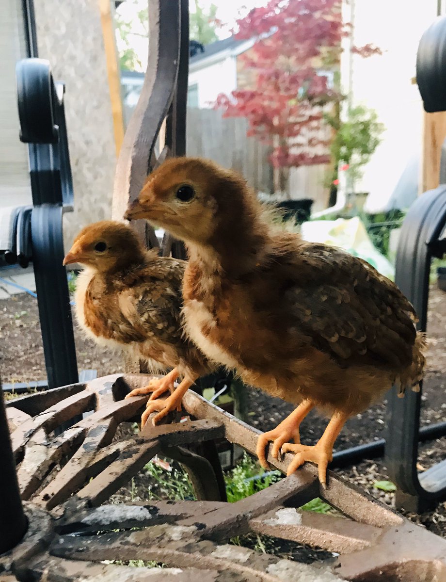 GilbGonzales's tweet photo. Enjoying sunset with these gals! #BackyardChicks π₯ https://t.co/VTr3dptK7k