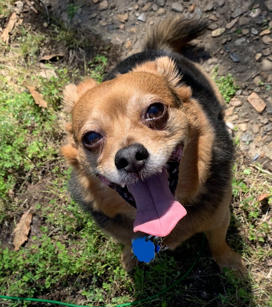 DaisyButton5's tweet image. Worked in a flowerbed and got some 🌞.  Took my little Joe dog out with me to play while I gardened.  He had big fun digging with me in the dirt and barking at birds.  #gardening #dogsofinstagram