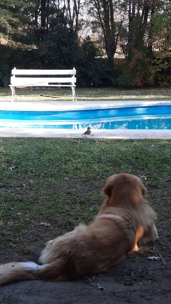 AgusCouzier's tweet photo. @BigCarlius A falta de mar son melancólicos con la pileta.. igual same @juampialva https://t.co/pOxdEiDDaf