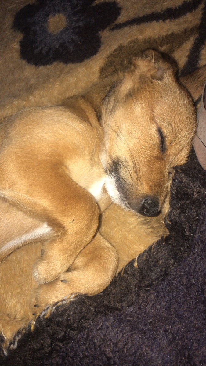 caringmalik's tweet photo. Brownie is so cute https://t.co/5uRn8TDsQg