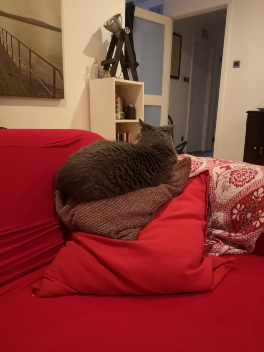 Calling this "50 shades of cat, colour and f*** you human" #CatsOfTwitter