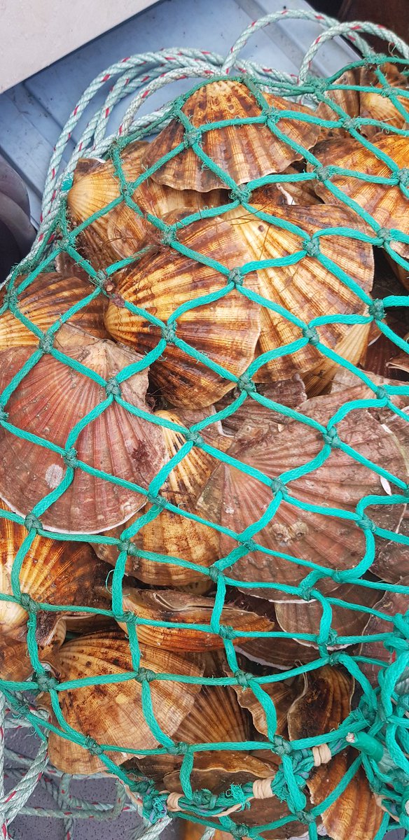 atlanticgarden0's tweet photo. EDINBURGH AND GLASGOW AND INBETWEEN! Would you buy our dived scallops straight from the sea, and in our own chilled vehicle, to your door? We'd love this to happen! #scallops #Edinburgh #Glasgow https://t.co/4VyyURssHh