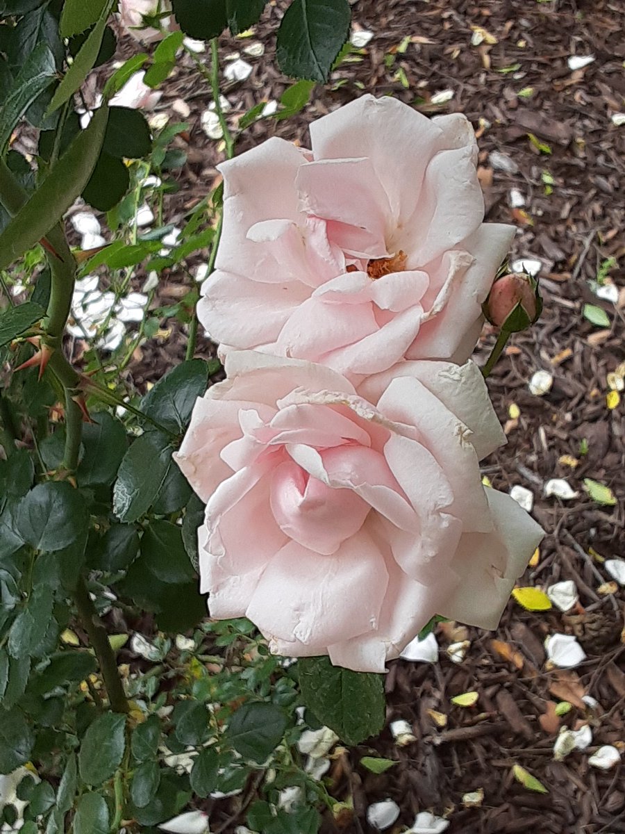 Pics that go along with our last tweet! In nature, we find beauty 🌸