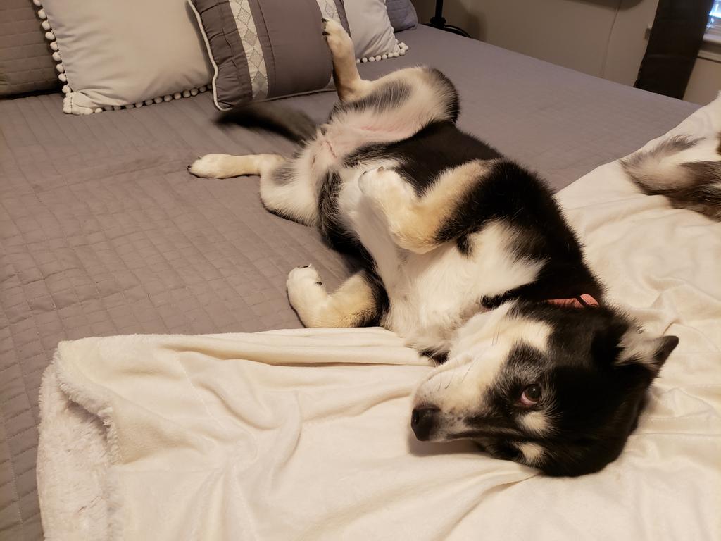 KinggBerryy's tweet photo. Pokemon Puppy tuned 7 today. https://t.co/CowdmDFJKV