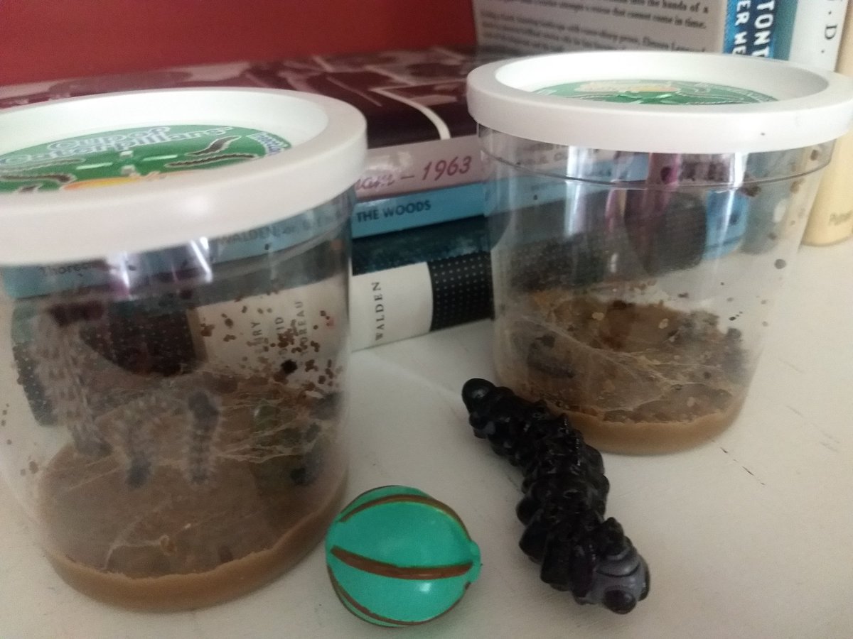 Beyond excited, our Ladybug Larvae and Butterfly Eggs/Caterpillars just arrived. I can't wait to share them with our Ss. We will watch them go through their life cycle over the next few weeks. <a href="/JudyCtrHES/">JudyCenter@Hawthorne</a> @DLPinamonti <a href="/ShelbiBardoff/">Shelbi Bardoff</a>
