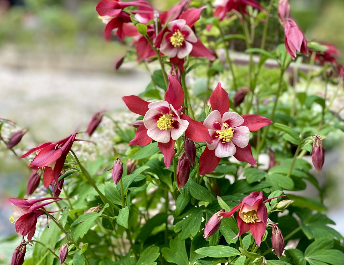 Columbine is blooming!In related news I realized today that I have sixty (60) plant containers. Which is slightly bananas, maybe.