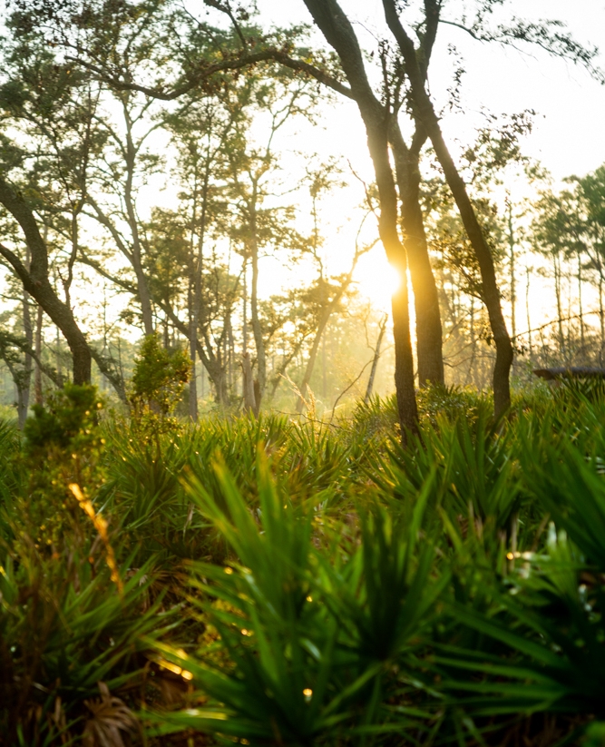 Wekiwa Springs State Park is full of lush tropical trees and plants, emerald spring water and abundant wildlife. There are tons of trails throughout the park that offers a variety of activities from leisure walks to horse trails.⁠ For more info 👉:  thatadventurelife.com