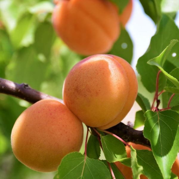 Currently harvesting: Kettleman Apricots. The Kettleman is an aromatic apricot with a rich golden red color, smooth textured and the sweet-tart flavor that apricot fans love. #apricot #stonefruitseason #CAGROWN #froghollowfarm #bayareaeats  #farmlife #springtime
