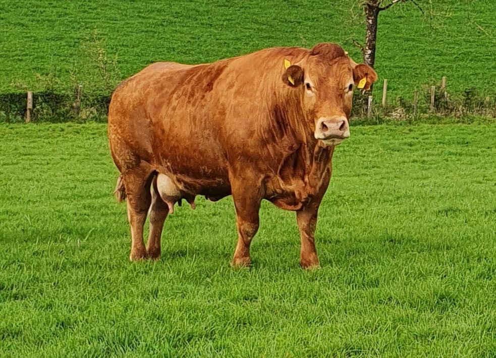 SBullbank's tweet photo. Mereside Favori FZF 4th calver Bred by John and Shane McGeehan, Fivemiletown, Co Tyrone
Milk 🥛 and a huge pelvis to calve
Super breeder
#COWMAKER https://t.co/4z7CnsAYOF