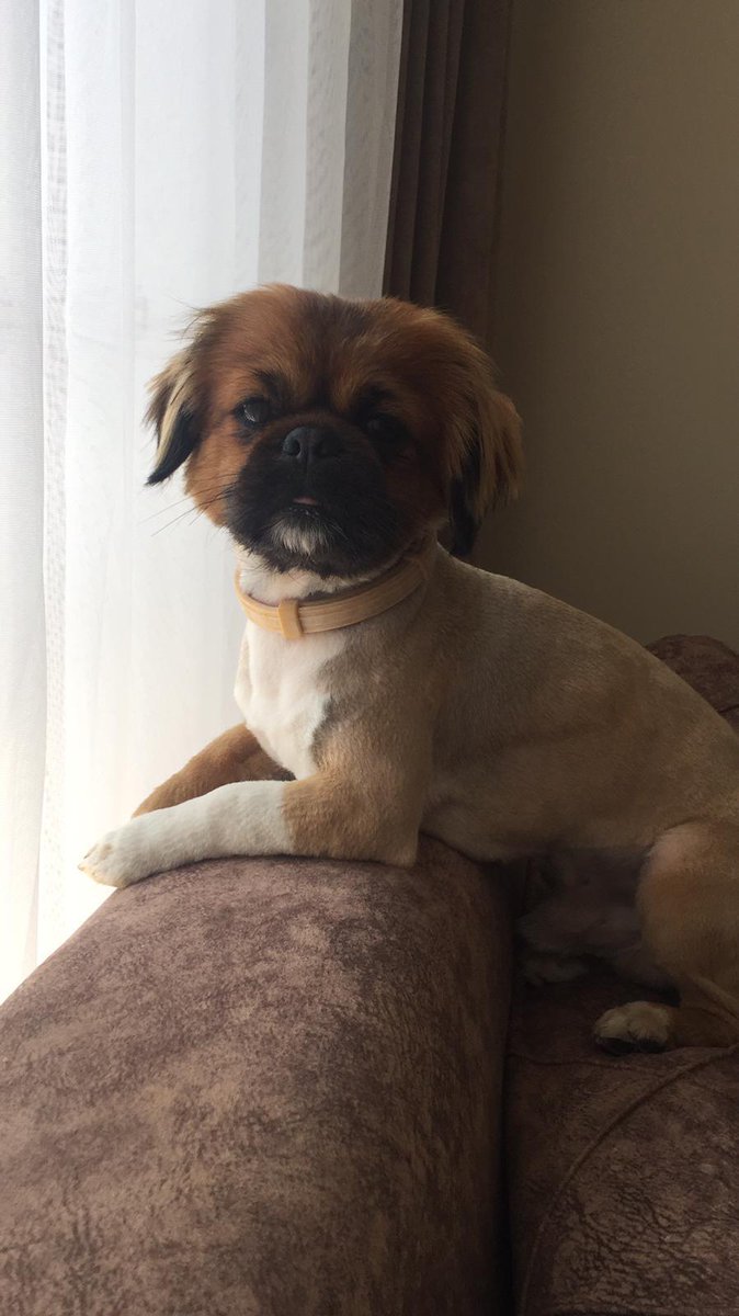 Arkdaşlar iyi günler sokak hayvanlarina mama almak icin bi kasa topluyoruz #SonDakika #GrupHepsi #19MAYIS #WeLoveYouJungkook  katladimiz kasayi herkeze dagtimi yapilip ve gidip hayvanları besleyerek vidyo atilacaktir. #WeLoveYouJaehyun #COVID19 #denemebonusu #kazandıran