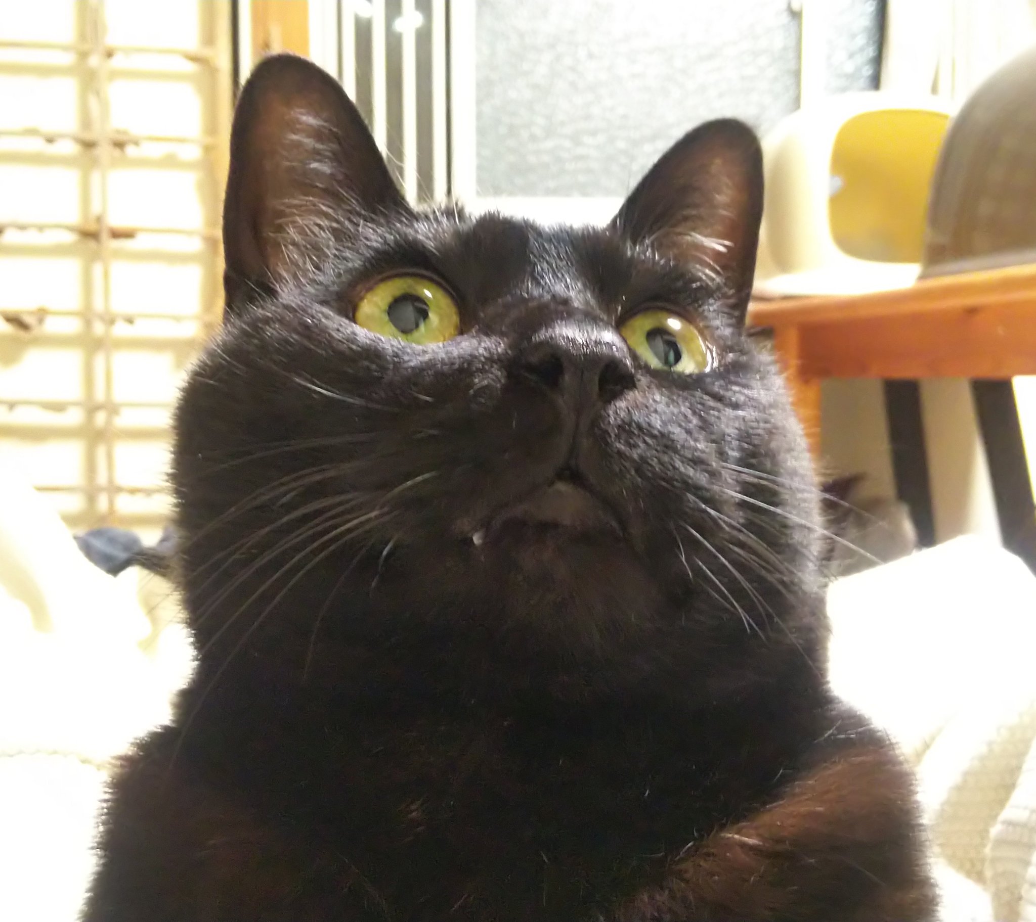 戻橋 Modoribashi 黒猫変顔選手権にゃ T Co 2wc4bbtygs Twitter