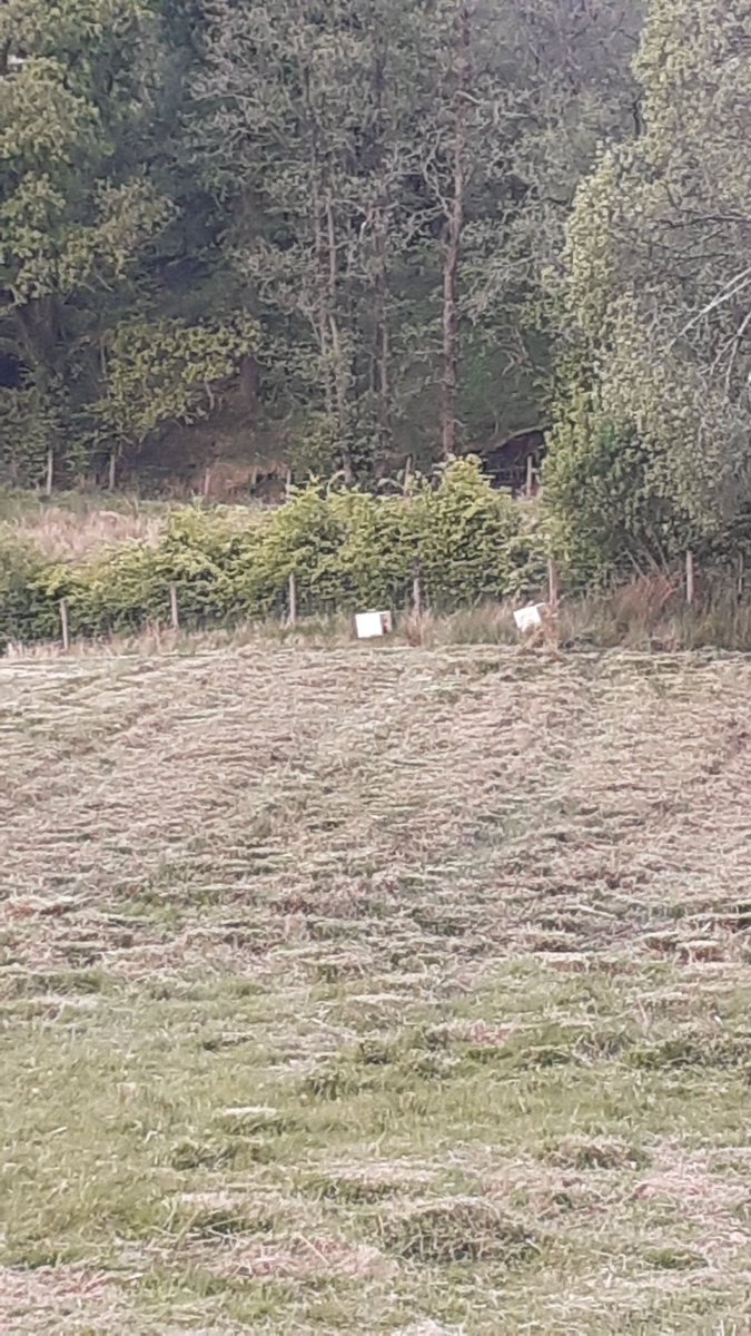 Geraint Llewelyn Griffiths tweet media