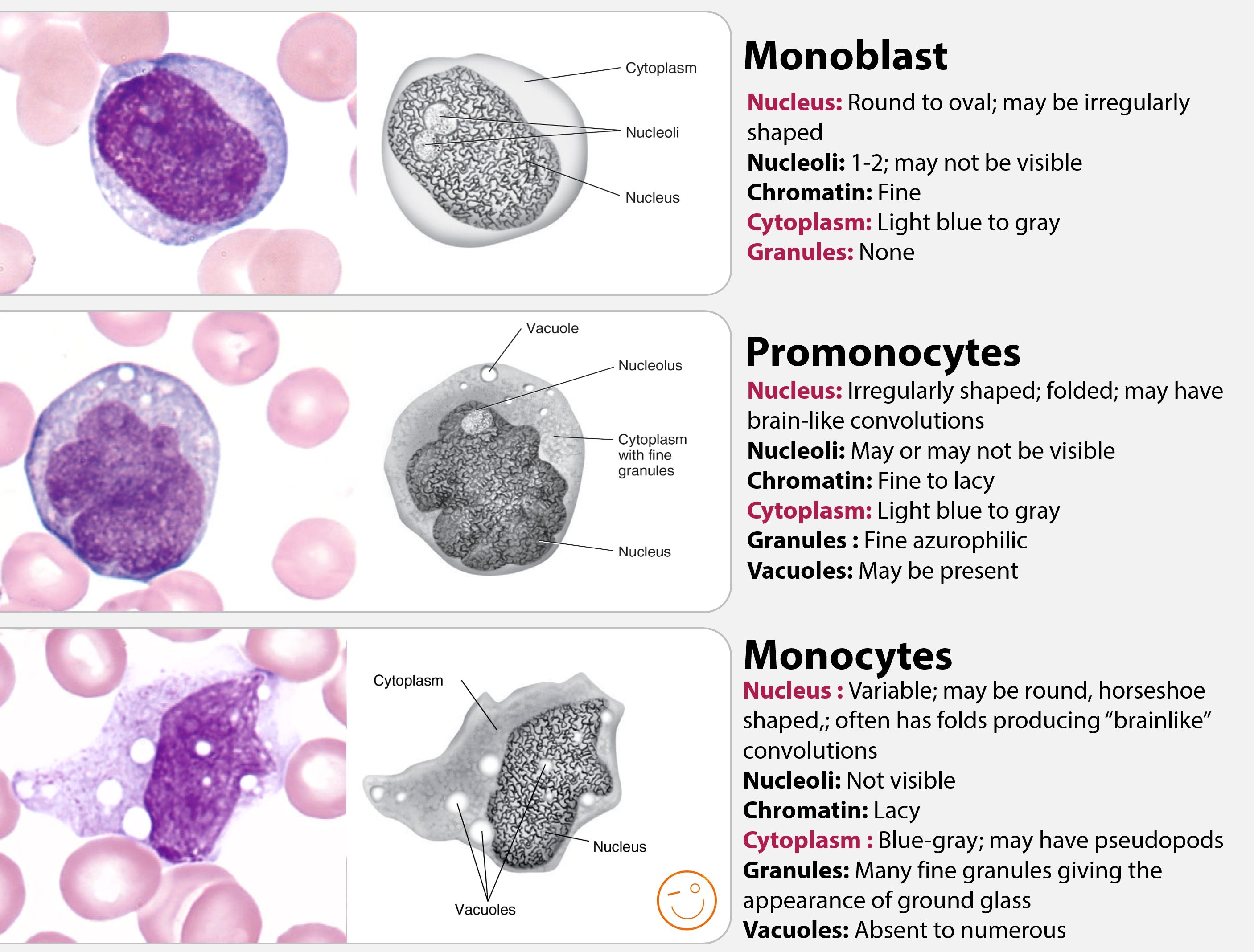 Promonocyte