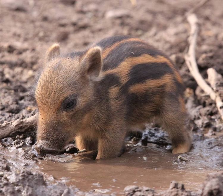 winteralar's tweet photo. os regalo una foto de un jabalí bebe haciendo cosas de jabalís bebes https://t.co/tbs1T6cv0a