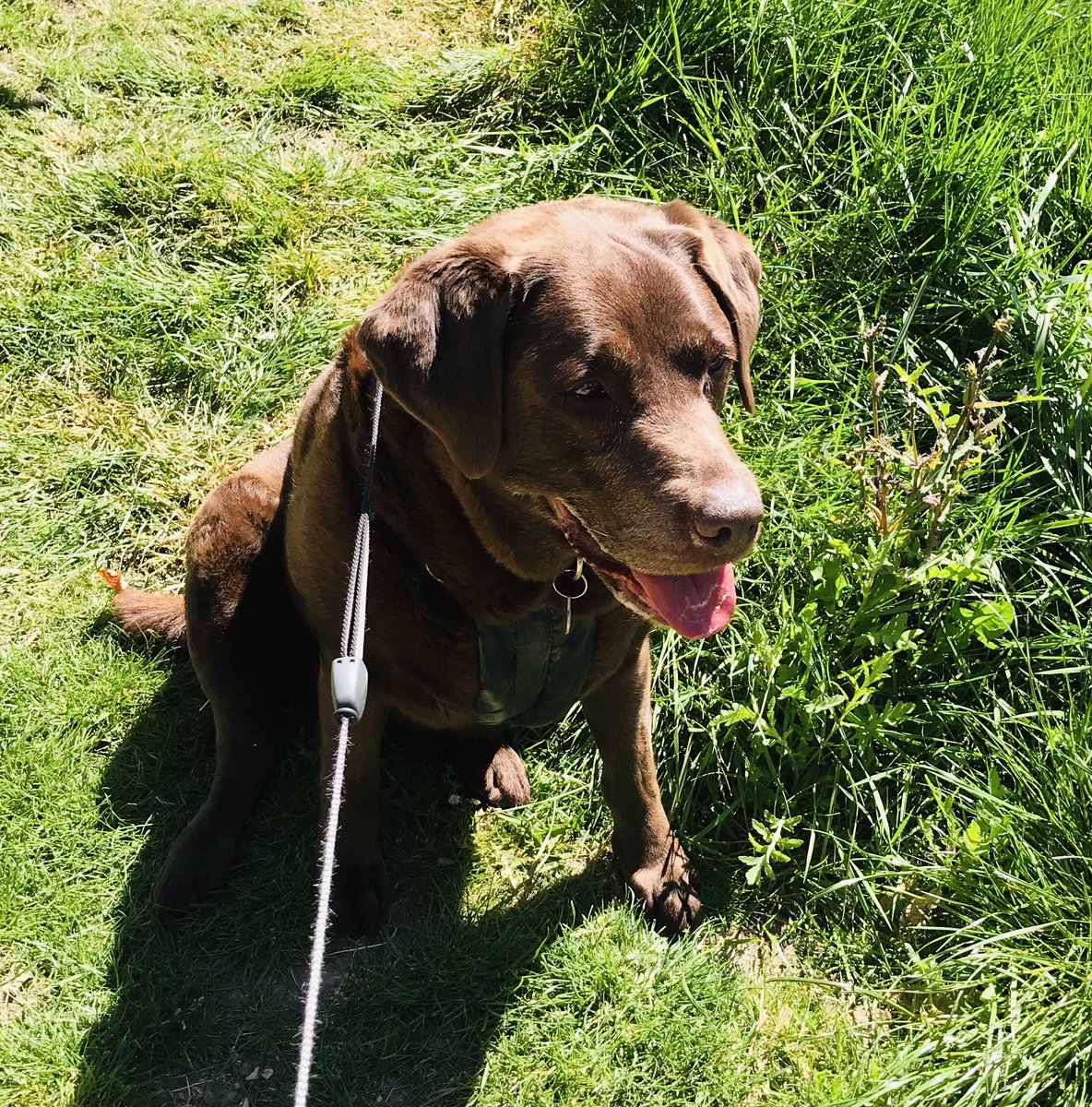 SarahLEllis2's tweet photo. My gorgeous girl who because of the strict lockdown rules I hadn’t seen for over 10 weeks. Best thing today was seeing her run towards me for a joint walk with Mum who I also hadn’t seen and still haven’t hugged due to being law-abiding citizens! Dog therapy is the best ❤️🐶 https://t.co/1HKxGvOXk8
