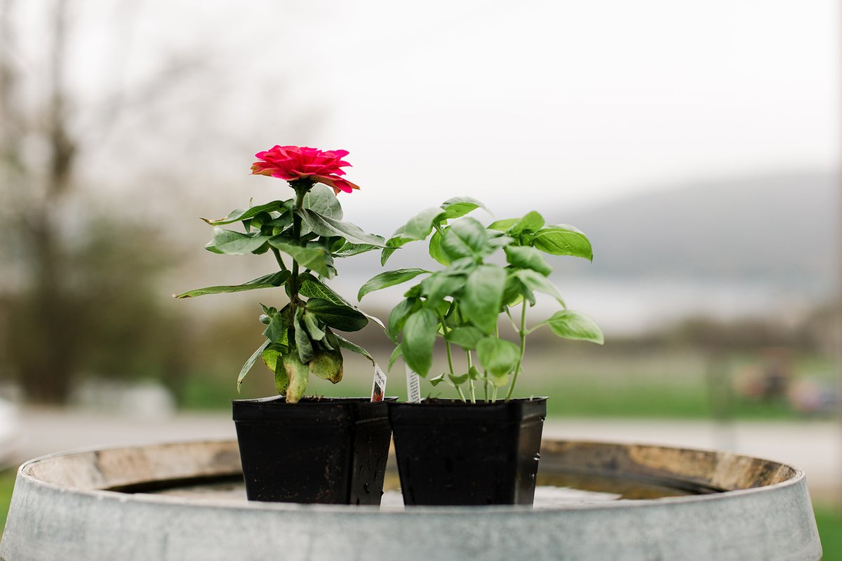 KLWT's tweet photo. In light of having to cancel Keuka in Bloom, select wineries have come up with unique offers to provide locally sourced flowers and herbs to locals who order wine for curbside pickup.
Check out the offers > https://t.co/fMl9rSPApG #keukalake #myflxfamily #supportourwineries https://t.co/f0pPOjNzKE