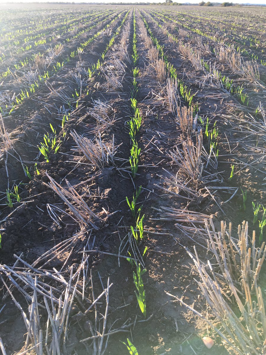 As of about 1am this morning our new 2020 cover crop emerging well  #barley #chyna