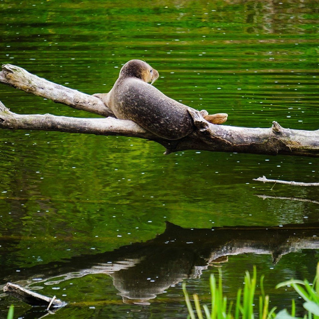 alexandra_jebb's tweet photo. Wales has a cute #lockdown2020 goat invasion but #Aberdeen has seals climbing trees! 🌲🌳🌲
Was super lucky to run into #treeseal the other day on my allotted walktime! 😎😎😎
@JGAMartin @mairi_young any facts about what this little guy might be up to in the river? 😁 https://t.co/NqNFeVjy6f