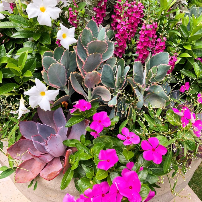 Look no further! Here are some wonderful combinations for full sun and full shade! ☀️☁️

carmenjohnstongardens.com/garden/summer-…

#garden #gardening #plant #fullsun #fullshade