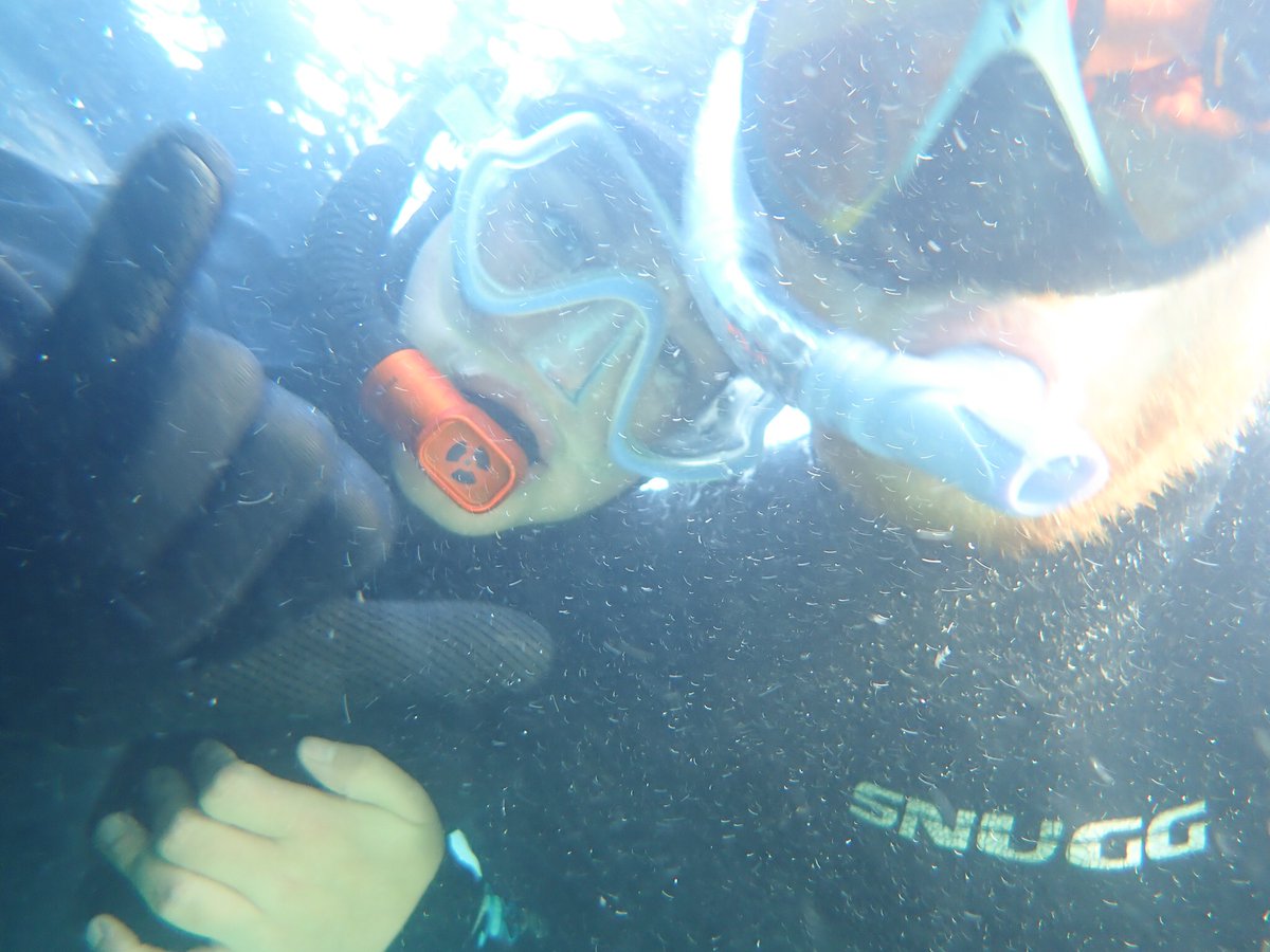 IHEARTVEGAN's tweet photo. Water clarity today, less clear. Memory making score still at a 10 though :) #getinnature #nature #snorkeling #cornwall https://t.co/MBM3KlGNYE