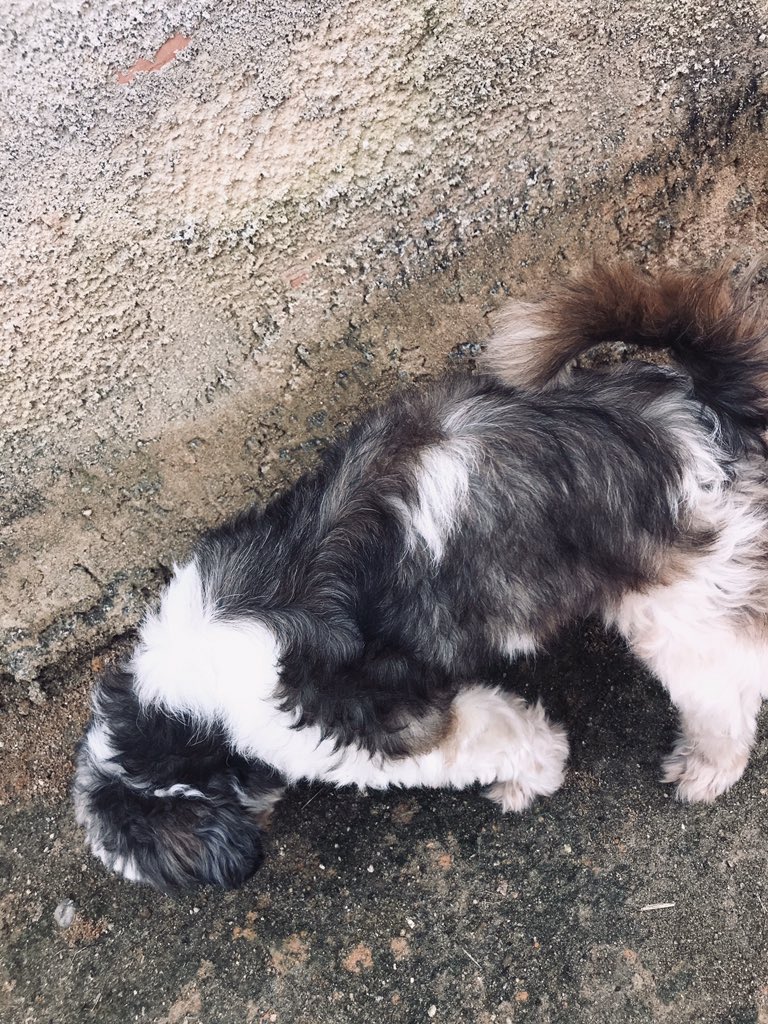 docinhooo16's tweet photo. 🐶🐶 https://t.co/LafJ6Q21kp