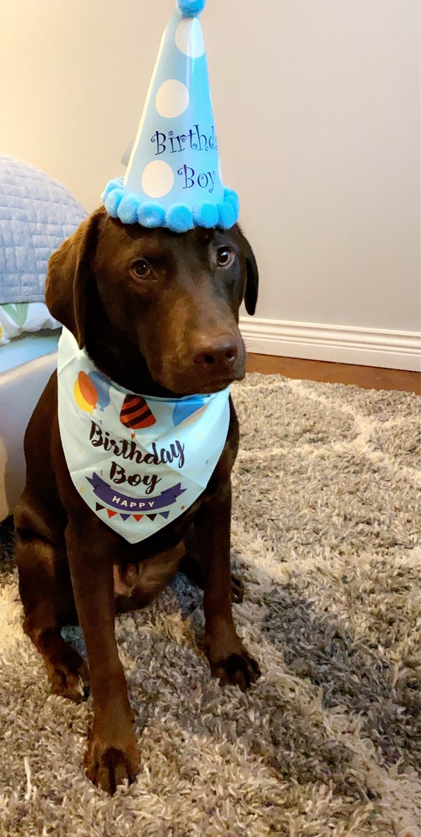 Sonia_Virk's tweet photo. Yes, I’m that annoying dog mom 🐕 🎂 https://t.co/G02XfKi39e