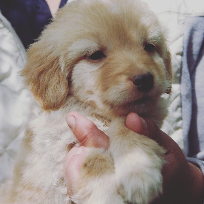 Cateck2's tweet photo. @BBlueLondon J’ai adopté un chien ❤️ https://t.co/p5UJMGOZDw