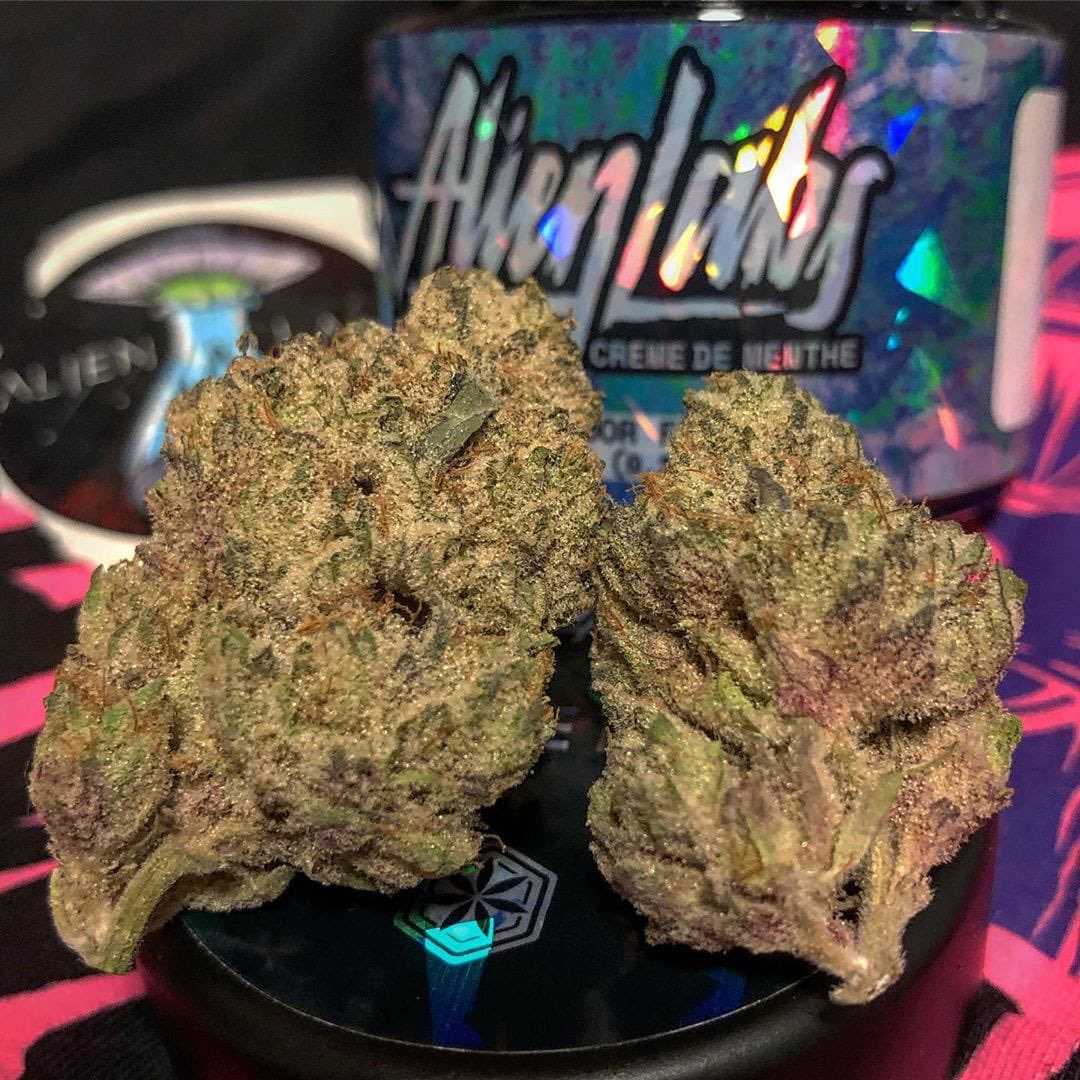 CplugTh's tweet photo. Get Muhameds cartridges.... not fake and lab tested text 414 376 8172 fr info #muhamedscarts #krtvapes #cartridges #stiiizycarts #muhameds #danks #thc #vapecarts https://t.co/siwc2wQqxC