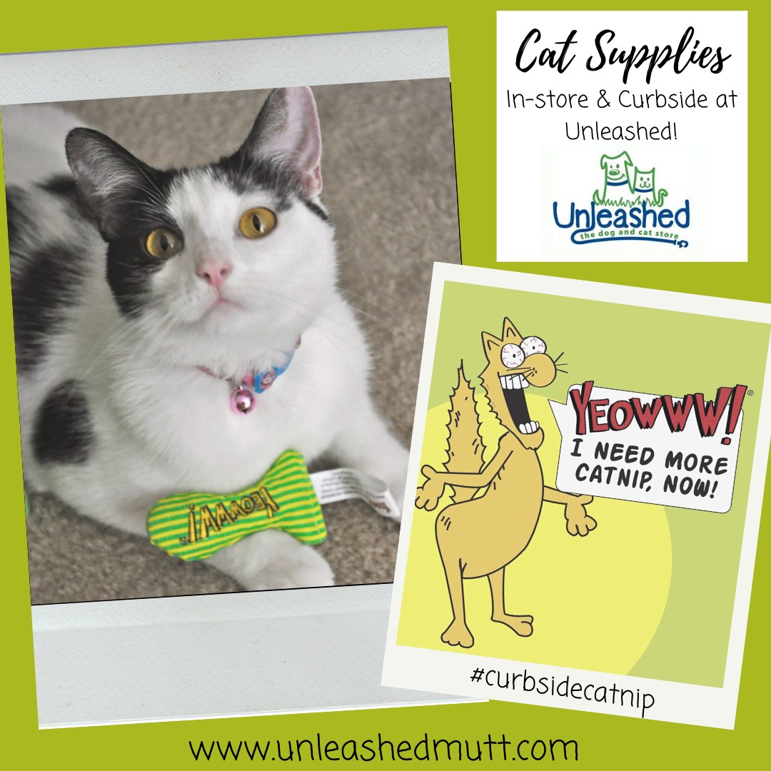 UnleashedCary's tweet image. Calypso LOVES her @YeowwwCatnip Stinkie! What’s your cat’s favorite toy? Tell us (or show us!) to enter your name and everyone you tag’s name to win a FREE Stinkie! Pick up in-store or curbside at Unleashed!! #curbsidecatnip (*winner must pick up toy at Unleashed of Cary)
