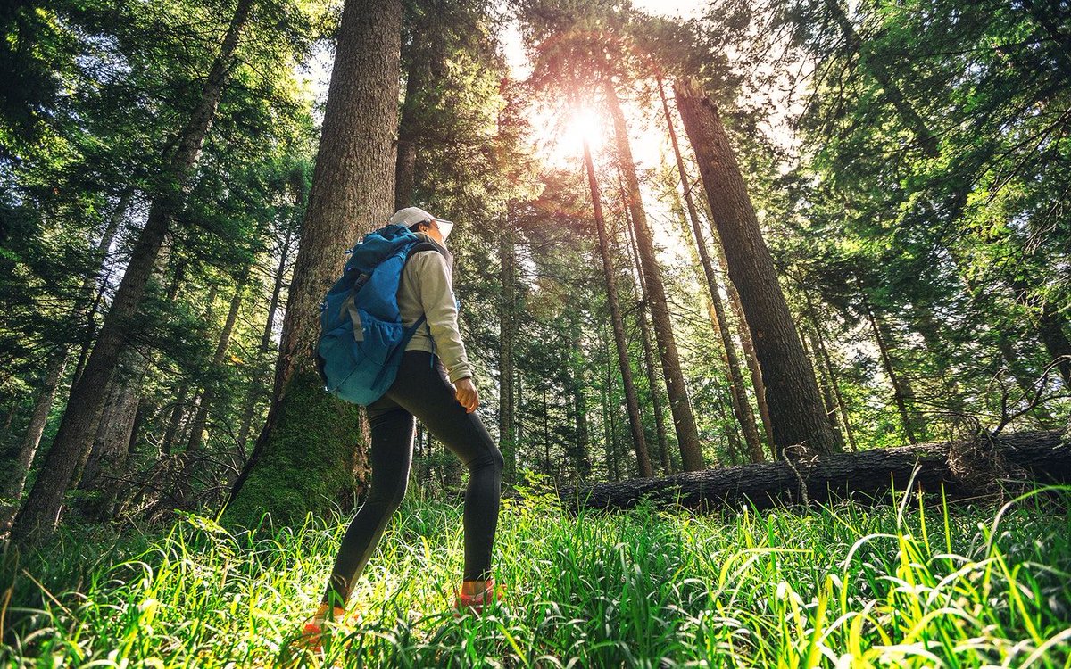 MindfulOnline's tweet photo. How Trees Help You Stress Less
Research suggests that being around trees is good for our mental and social well-being.
https://t.co/lHZIfcRQQ4 https://t.co/4Up7MfH7Ss