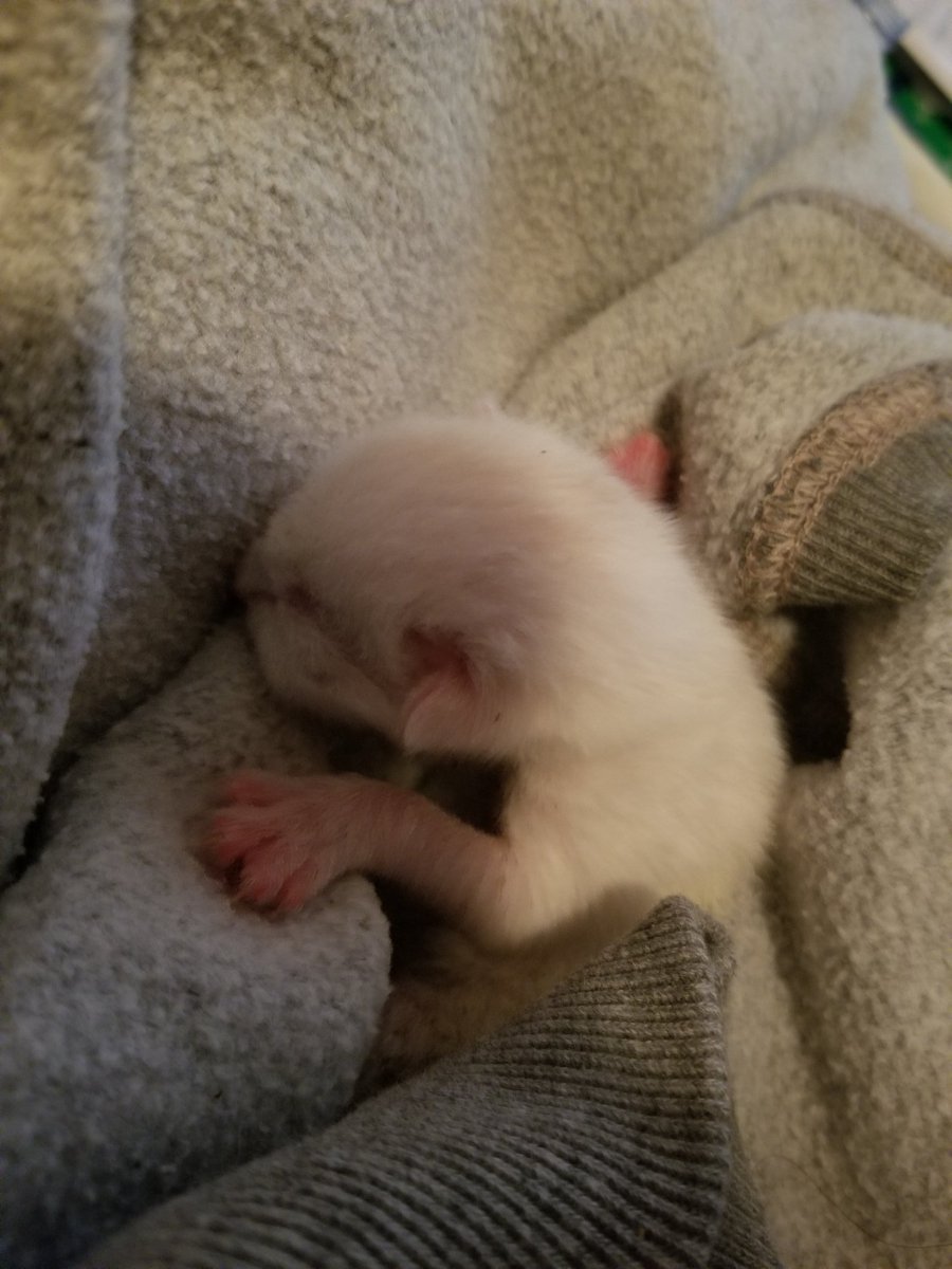 StevieGamo's tweet photo. Last night (around 12:20am 5/18/20) I was taking my newborn kitty Remy home when I stopped at Speedway Gas Station on Crossbay Blvd & Linden blvd and was robbed for my car. The psycho stole my car with my newborn kitten in it. https://t.co/hpD2K5XNyI