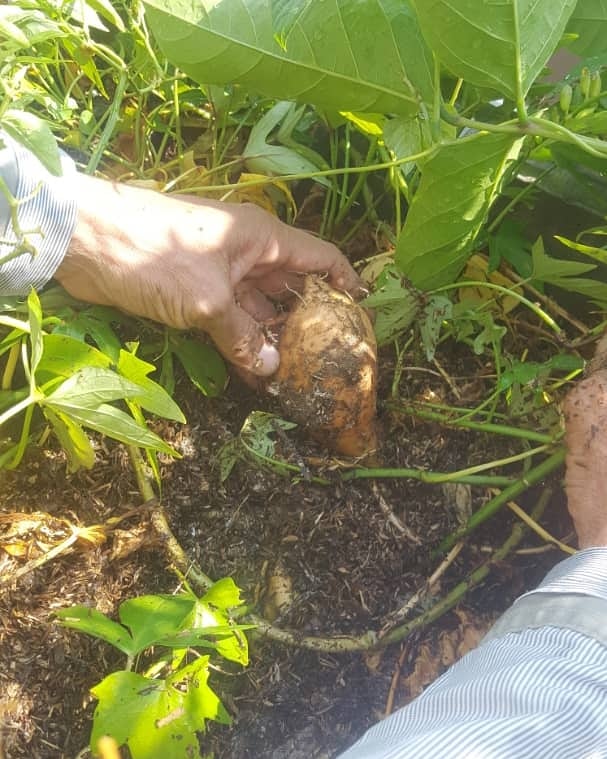 En #cuarentena la Azotea Verde del #Iartes sigue produciendo.
***
No hay pandemia que pare los cultivos que con tanto amor han crecido gracias a la dedicación de trabajadoras y trabajadores de la institución.
***
<a href="/VillegasPoljak/">Ernesto Villegas Poljak</a> <a href="/OSCARLAMANCHA/">Oscar Sotillo</a> <a href="/minculturave/">Ministerio del Poder Popular para la Cultura</a>