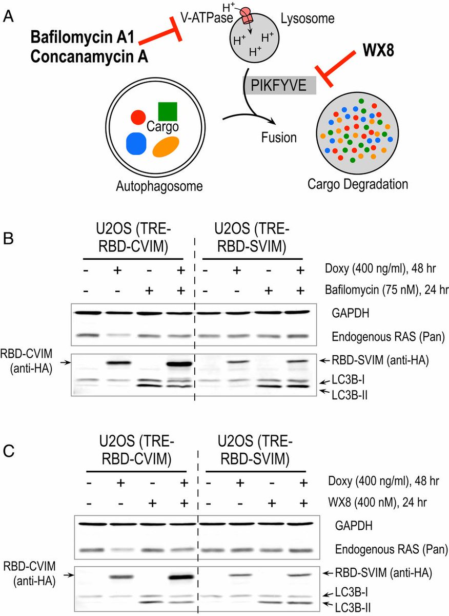 Geoff Wahl Lab tweet media