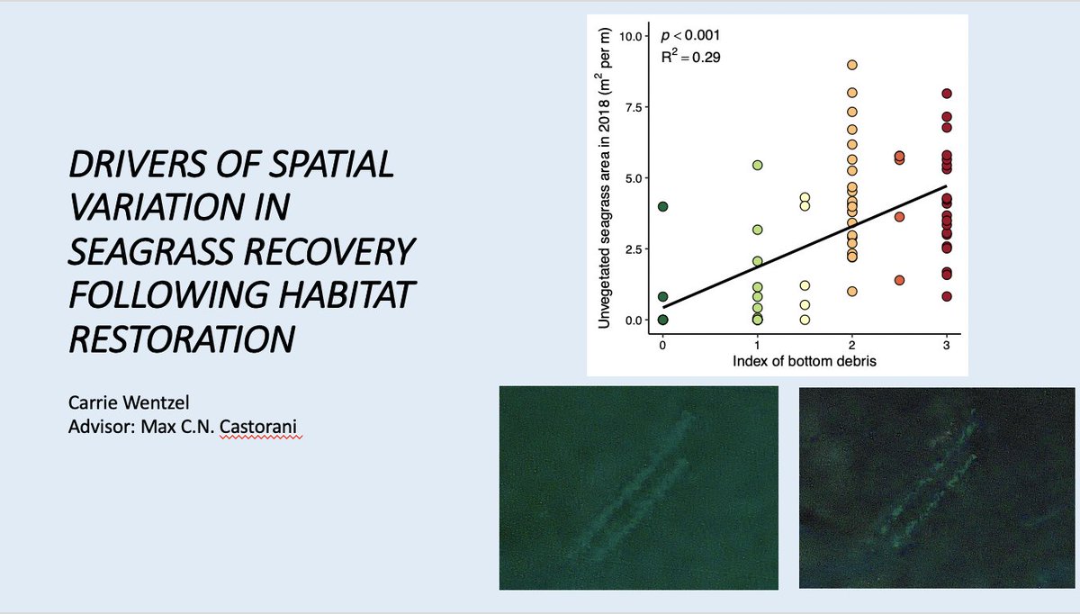 My senior thesis on spatial variation of eelgrass (zostera marina) <a href="/PointReyesNPS/">Point Reyes NPS</a> is now being displayed at the Brown Science &amp; Engineering Library <a href="/uvaevsc/">UVa EnviSci</a>!! Special thanks to @MaxCastorani for advising me throughout this process and the Hart Family for funding my research.