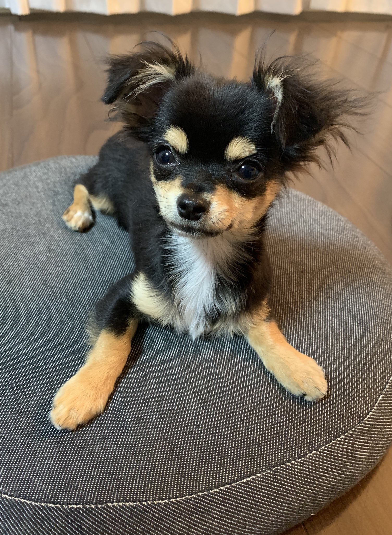 カナ Auf Twitter 一昨日くらいから耳が垂れてしまったプリンちゃん ブリーダーさんに聞いたら また立つと思うけど 赤ちゃん用の医療テープみたいなのを貼って立つようにした方が良いと言われました 上手く貼れるかな チワワ ブラックタン 耳垂れチワワ カナ Auf Twitter 一昨日くらいから耳が垂れてしまったプリンちゃん ブリーダーさんに聞いたら また立つと思うけど 赤ちゃん用の医療テープみたいなのを貼って立つようにした方が良いと言われました 上手く貼れるかな チワワ ブラックタン 耳垂れチワワ