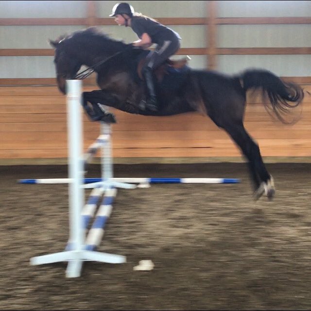 pathandponies's tweet photo. Well the time off certainly didn’t affect Diego’s jumping ability 😂 I think this was our first proper jump in like... two years almost? 😬 he was SO EXCITED 😂 https://t.co/sSh9Vytt5G