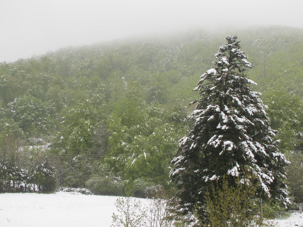 MuseoRonces's tweet photo. 18 mayo 2013. Nevaba en #Roncesvalles #Orreaga https://t.co/LhbyAmxDZx