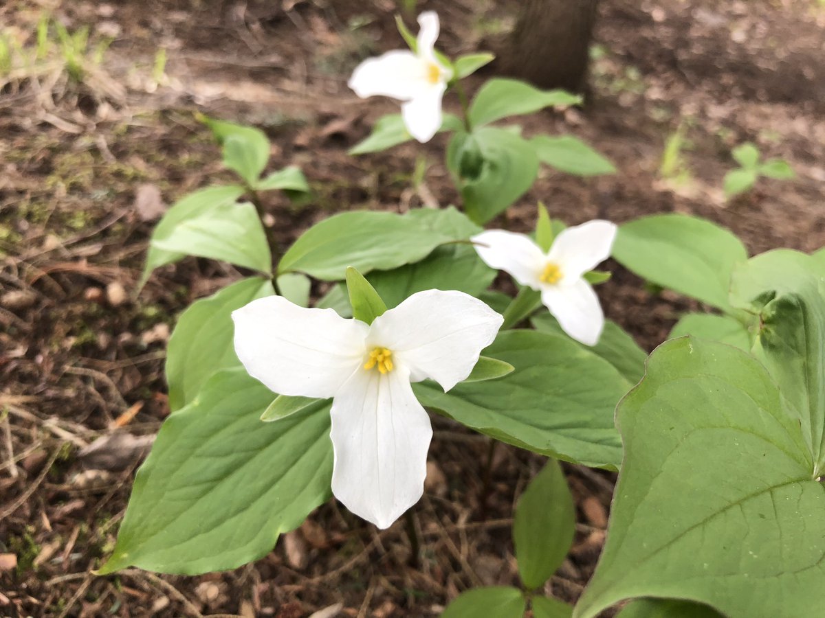 BrrTweed's tweet photo. The beauty of a fresh bloom! https://t.co/uZAKzLJ5vE