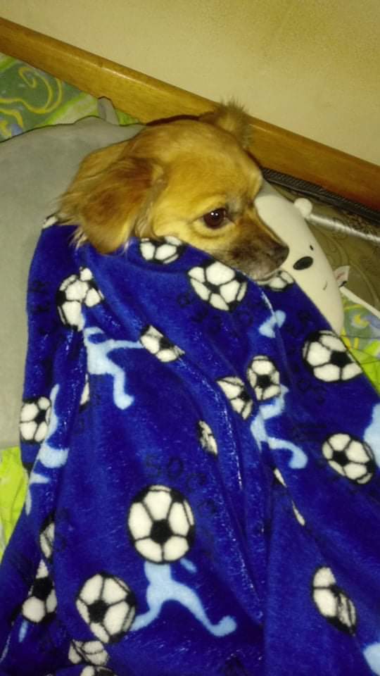 TeamClashPeru tweet media