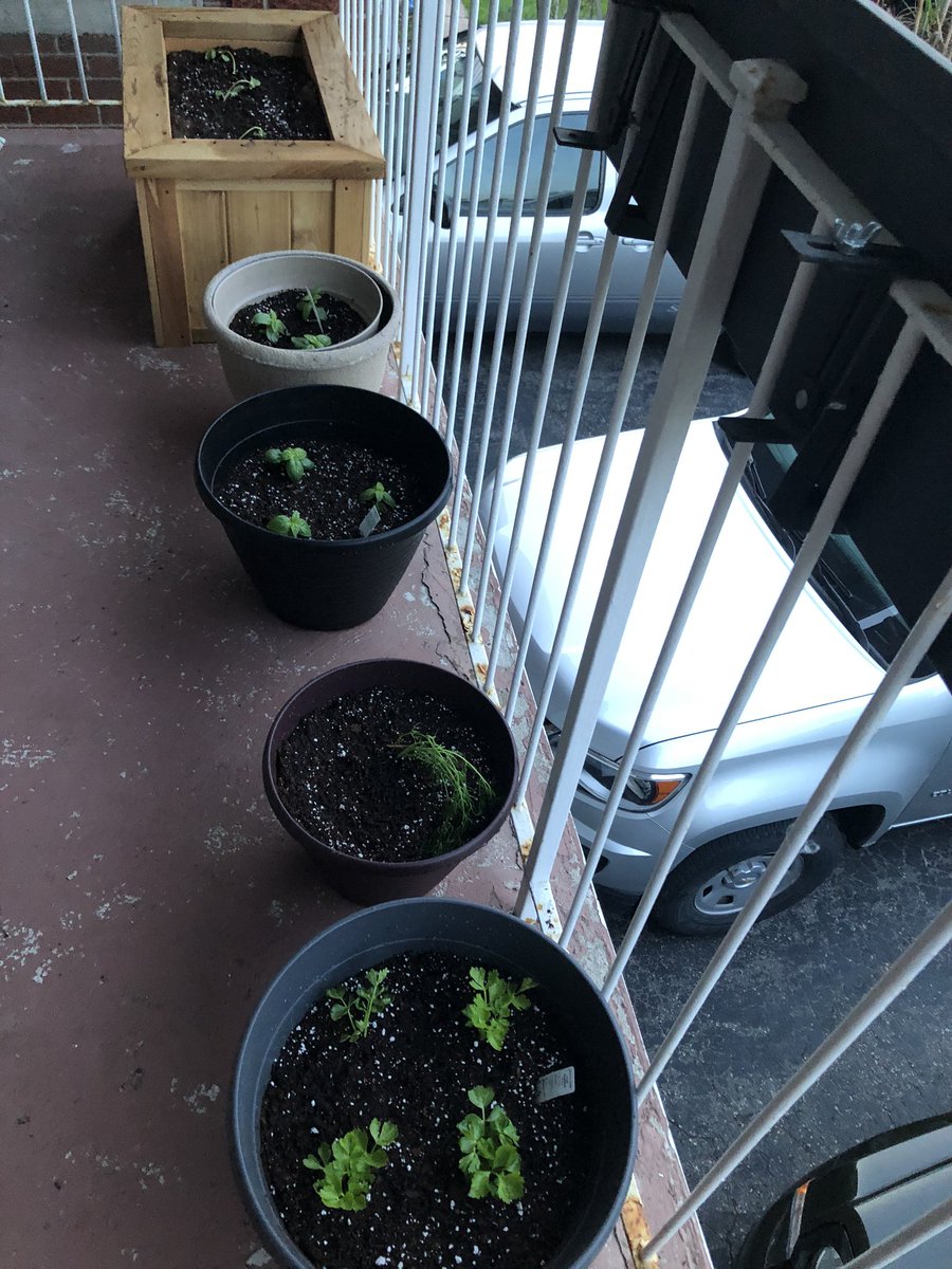 Kat_Atanas's tweet photo. Our traditional gardening weekend...I did my veggies in the garden & my herbs on the balcony. Happy Victoria Day weekend β€οΈππ #GardeningWeekend #TraditionalFamilyProjects #Veggies #Herbs #VictoriaWeekend π±π₯π₯¬π
πΆπ§
π₯ https://t.co/NmS4c5O02H
